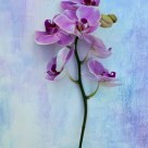 Orchid